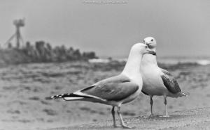 2 Love Birds Seagulls In Black White Beach Print Photography For Sale Photos Seascape Pictures Photograph Photo Picture Image Seagull Gull Ocean 