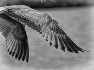 Beach Pictures Black And White Images Seagull Seagulls Gull Gulls Wing BW Art Photography Sea Ocean Bird Beach 