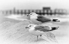 Black White 2 Seagulls Standing On Dunes Beach Print